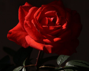 Картинка цветы розы красная роза