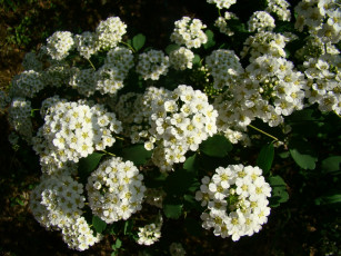 Картинка цветы цветущие деревья кустарники белый