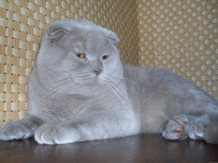 Картинка животные коты scottish fold шотландский вислоухий