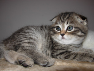 Картинка животные коты scottish fold шотландский вислоухий