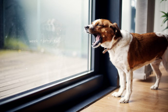 Картинка животные собаки окно