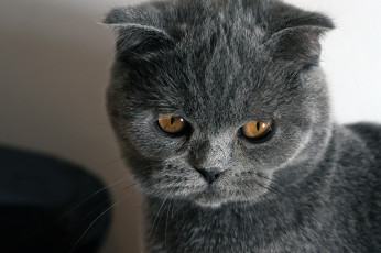Картинка животные коты scottish fold вислоухий шотландский