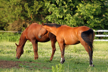 Картинка животные лошади лошадьи трава