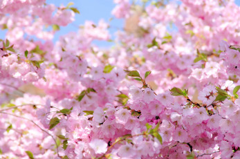 Картинка цветы сакура вишня цветение