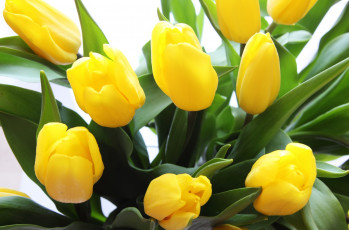 Картинка цветы тюльпаны желтый