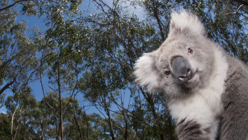 Картинка животные коалы взгляд ветки