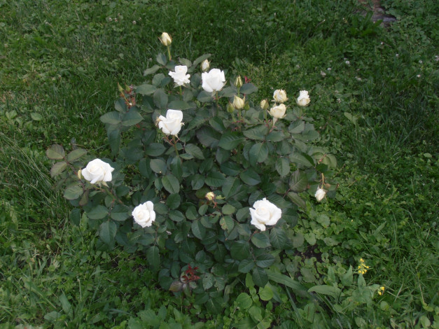 Обои картинки фото цветы, розы, белые, куст, трава
