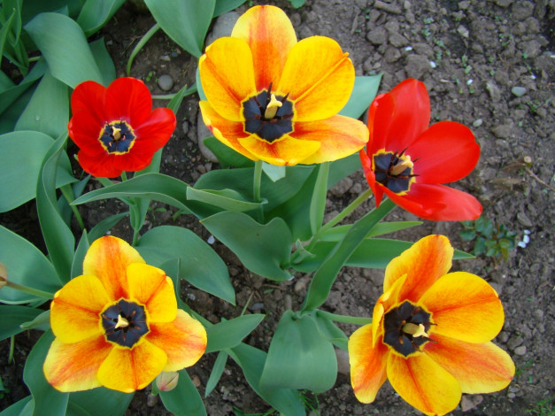 Обои картинки фото цветы, тюльпаны, желтый, красный