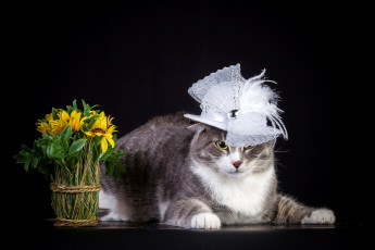 обоя животные, коты, цветы, шляпа, кот