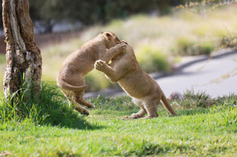 Картинка животные львы игра борьба драка пара детеныши малыши львята