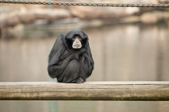 Картинка животные обезьяны бревно примат обезьяна зоопарк