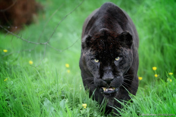 Картинка животные пантеры морда кошка ягуар черный