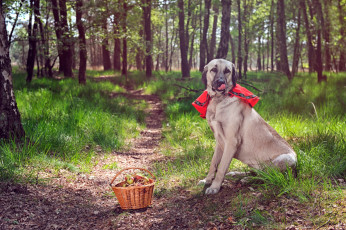 Картинка животные собаки лес тропинка собака корзинка
