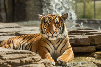 Картинка животные тигры кошка отдых морда лапы