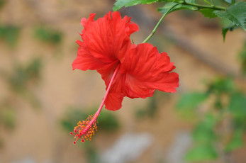 Картинка цветы гибискусы красный