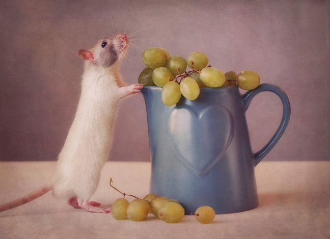 Обои картинки фото животные, крысы,  мыши, виноград, сердечко, кружка, чашка, стол, белая, крыса