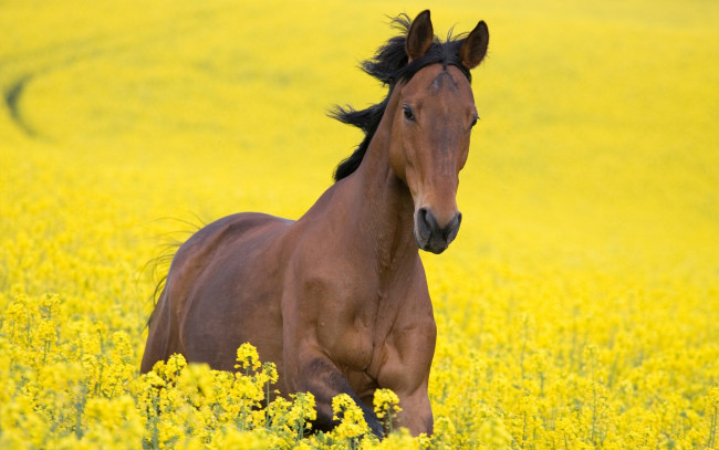 Обои картинки фото животные, лошади, цветы, желтый, поле, конь