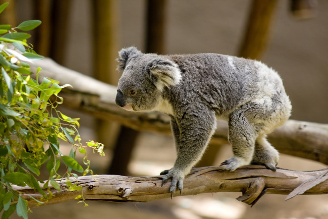 Обои картинки фото животные, коалы, ветка, дерево, коала