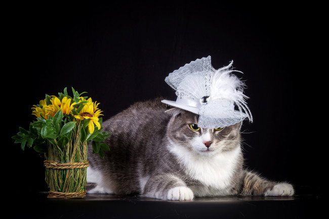 Обои картинки фото животные, коты, цветы, шляпа, кот