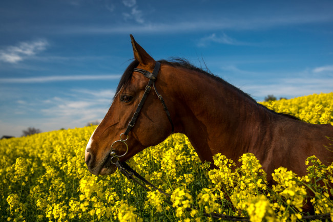 Обои картинки фото животные, лошади, лошадь, цветы, поле