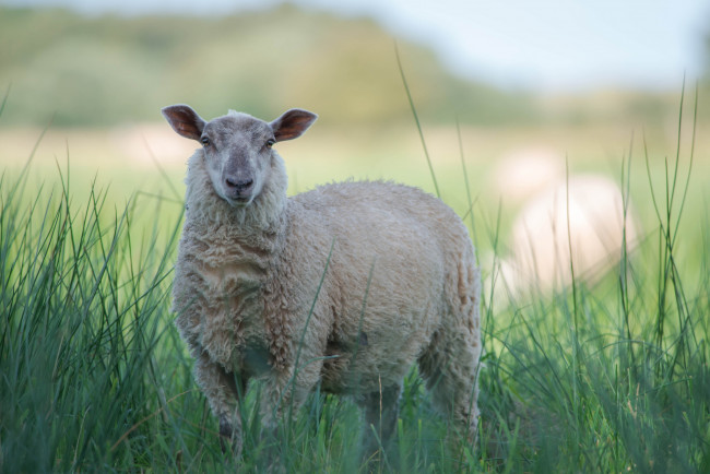 Обои картинки фото животные, овцы,  бараны, трава, овца, белая
