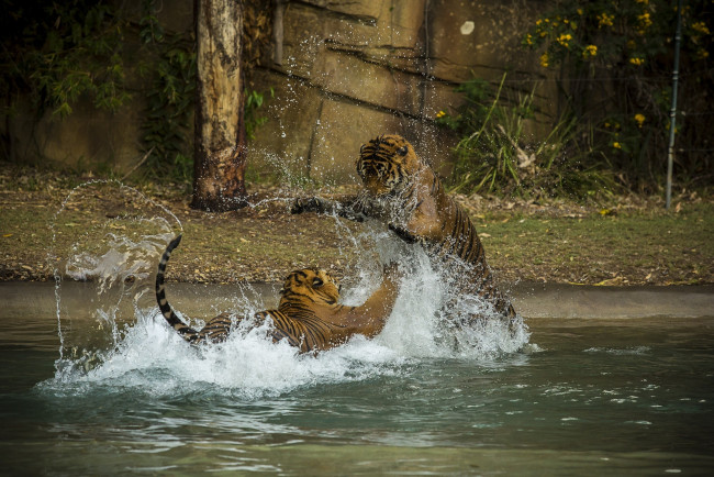 Обои картинки фото животные, тигры, пара, кошки, брызги, купание, игра, драка
