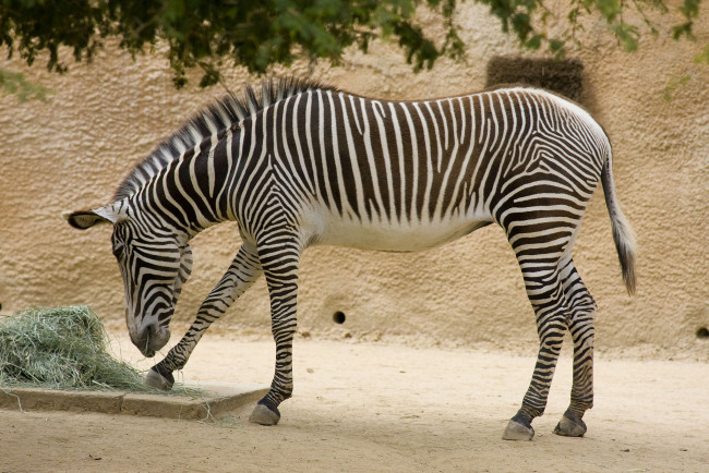 Обои картинки фото животные, зебры, вольер, завтрак, зебра