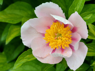 Картинка цветы пионы розовый капли макро лепестки пион