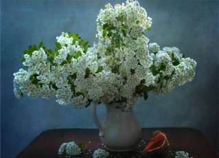 обоя цветы, таволга , спирея,  лабазник, ваза, таволга, белый, ракушка, кувшин
