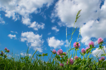 Картинка цветы луговые+ полевые +цветы небо облака луг трава клевер