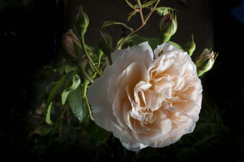 Картинка цветы розы кремовая бутон макро роза