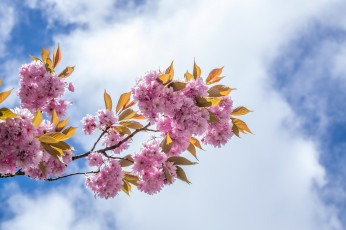 Картинка цветы сакура +вишня весна облака небо вишня ветка листья