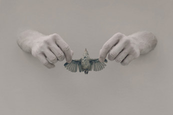Картинка разное руки фон птица