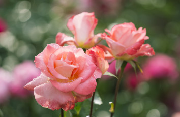Картинка цветы розы лепестки капли бутоны роза