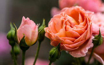 Картинка цветы розы бутоны роза макро