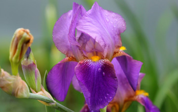 Картинка цветы ирисы лепестки макро фиолетовый касатик ирис