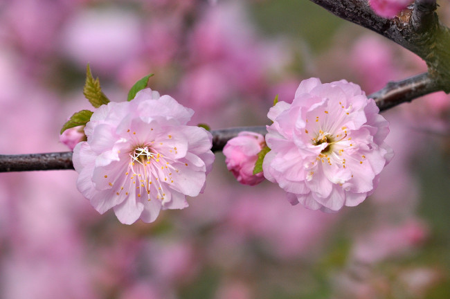 Обои картинки фото цветы, сакура,  вишня, розовые, макро, ветка