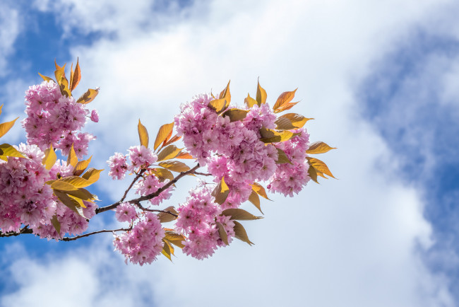Обои картинки фото цветы, сакура,  вишня, весна, облака, небо, вишня, ветка, листья