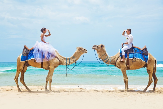 Обои картинки фото разное, мужчина женщина, влюбленная, пара, верблюды, пляж, море
