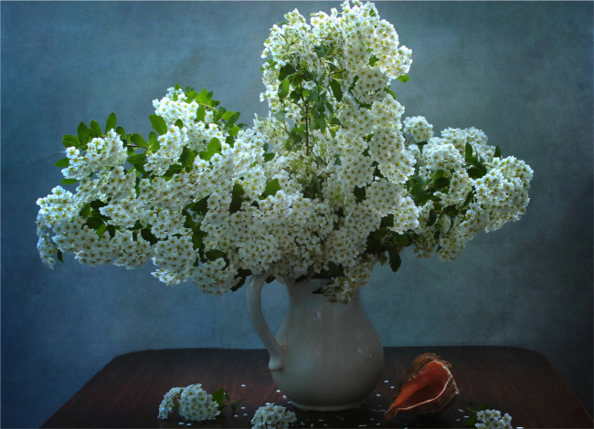 Обои картинки фото цветы, таволга , спирея,  лабазник, ваза, таволга, белый, ракушка, кувшин