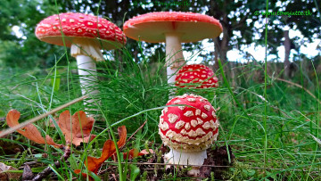 Картинка природа грибы +мухомор грибочки
