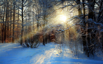 Картинка природа зима снег лес следы солнце