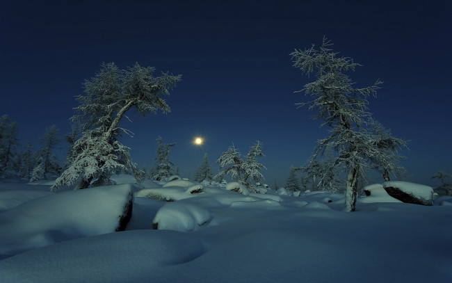 Обои картинки фото природа, зима, ночь, луна, снег, деревья
