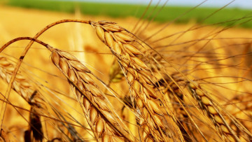 Картинка природа поля колосья поле пшеница