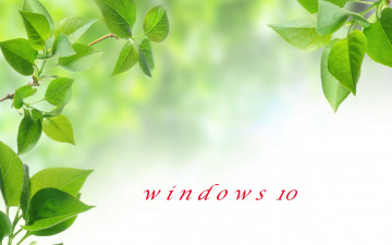 обоя компьютеры, windows  10, листья, ветки, фон, логотип