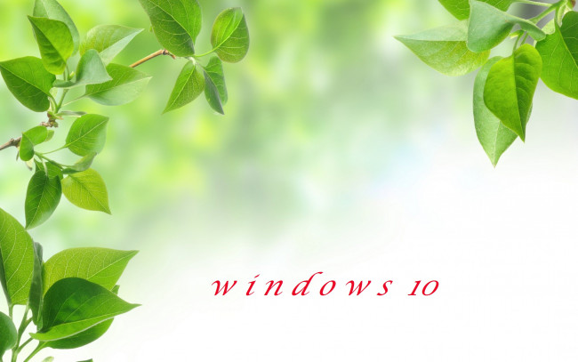 Обои картинки фото компьютеры, windows  10, листья, ветки, фон, логотип