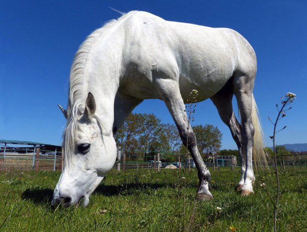 Обои картинки фото животные, лошади, лошадь, белая, пастбище