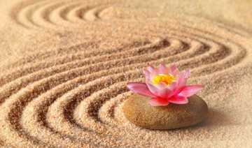 Картинка разное ракушки +кораллы +декоративные+и+spa-камни песок лотос камень