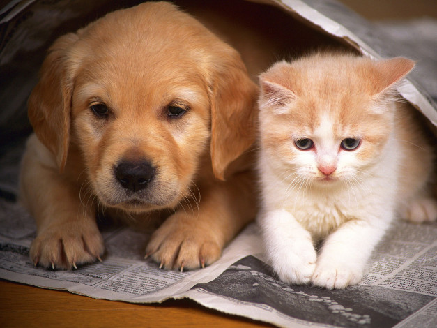 Обои картинки фото животные, разные вместе, щенок, котенок, газета