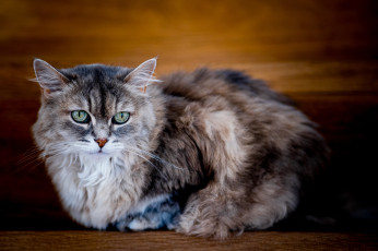 обоя животные, коты, кот, кошка